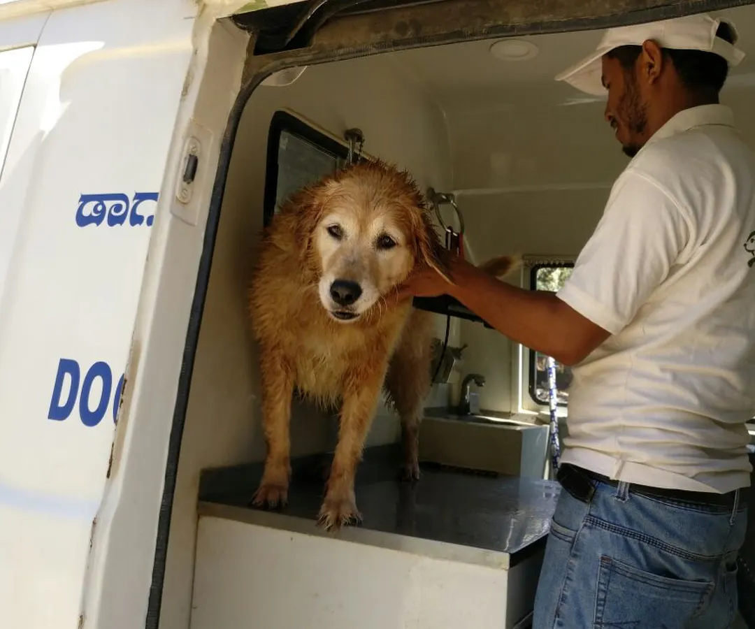 We believe every grooming session should be a positive experience. Here, one of our professional groomers is gently comforting a Golden Retriever after its bath inside our mobile grooming van in Bengaluru.