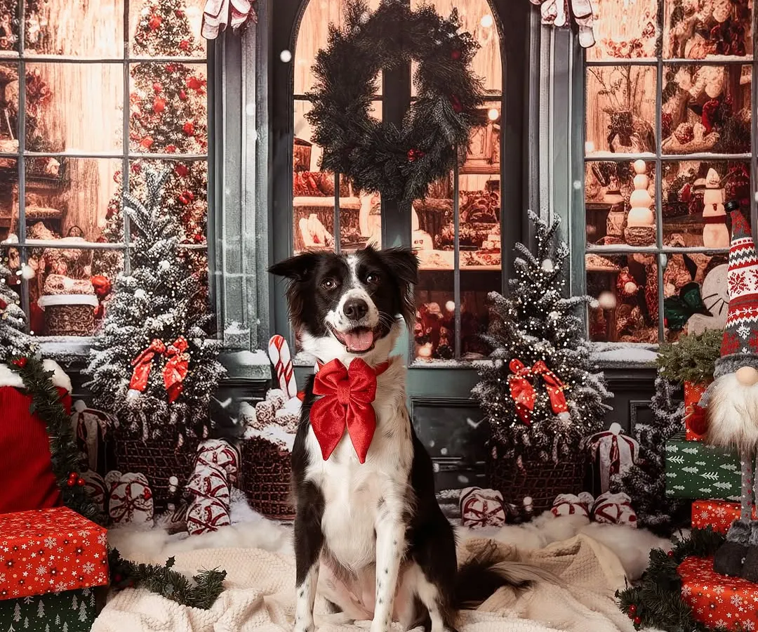 Kicking off the holiday season with my good luck charm, Fuji! This Christmas mini-session was all about festive fun, and she pulled off that giant red bow with superstar style.