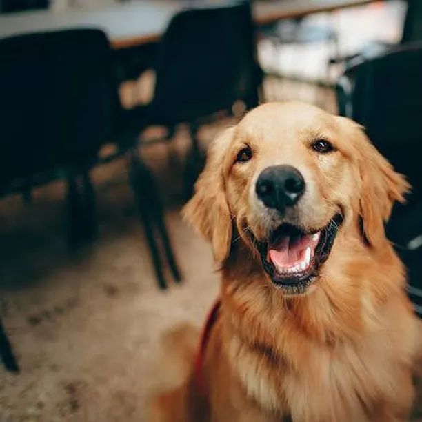 This is what a happy, trained dog looks like. My goal is to make your dog calm and easy to live with. I do home-based trining all over Benglore to make it simple for you.