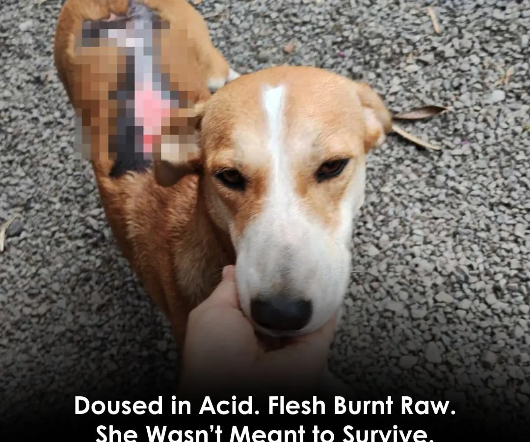 We rescued Lizzie after she was the victim of a horrific acid attack, which left her flesh burnt raw. We take on the cases that are too difficult for others because we believe every dog, no matter how wounded, deserves a chance to heal and live in peace.