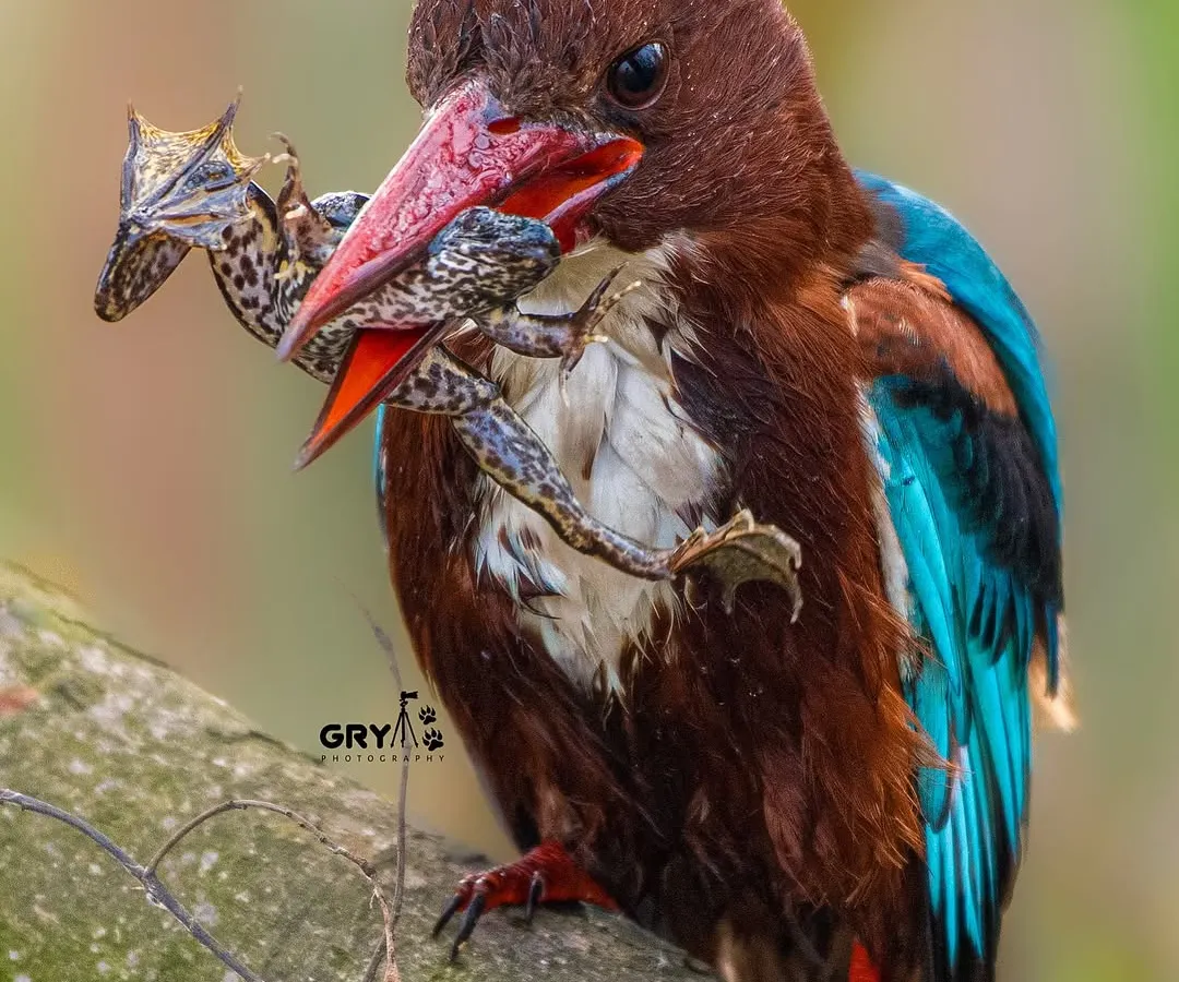 A powerful and raw moment of survival in the wild. This White-throated Kingfisher has just secured its meal. Capturing these real-life dramas is a key part of my work, offering a glimpse into the unfiltered lives of these incredible birds.