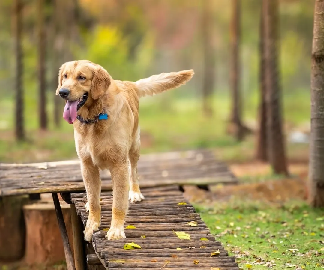 This is what freedom looks like. An outdoor adventure session with Asher, where he could just be himself on this rustic wooden ramp, tongue out and tail held high.