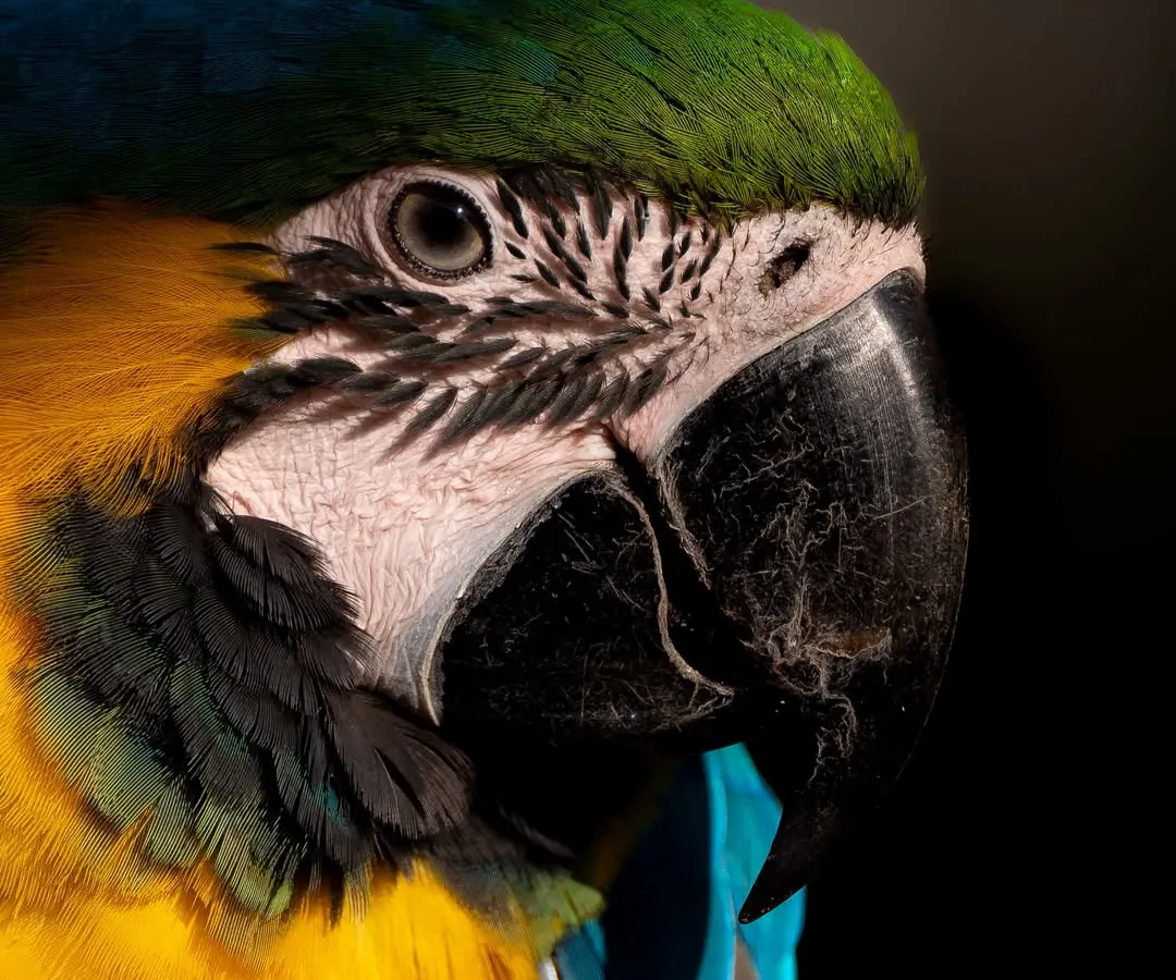 The vibrant colours of this Blue-and-yellow Macaw pop against the dark background, a signature of my fine art pet portrait style. I focus on capturing the sharp intelligence in their eyes and the fine details of their plumage, turning a simple portrait into a stunning piece of art.