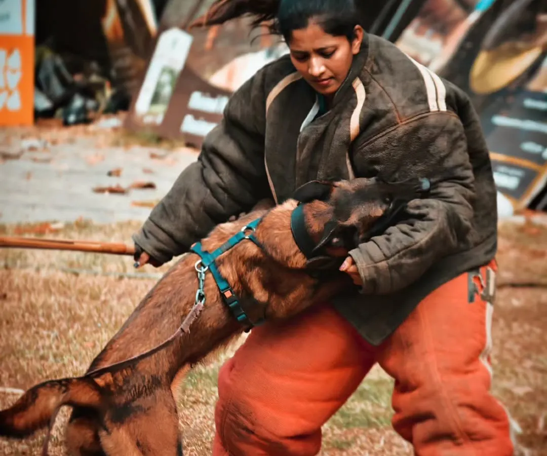 Here I am in my element, suited up as a decoy for a fiery Belgian Malinois named Janet. Being a decoy allows me to guide the dog through real-life scenarios, building their courage and skill in a controlled environment.