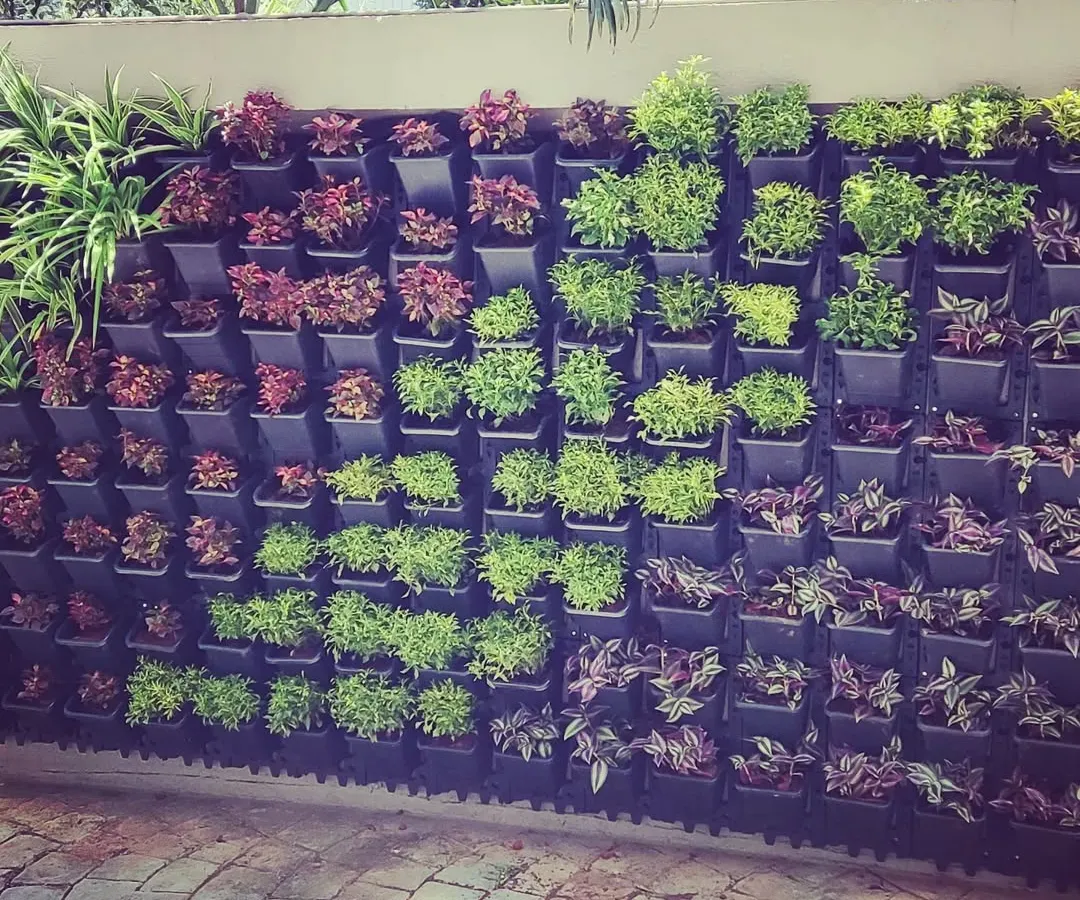 This is a modular vertical garden I installed. I use a variety of hardy foliage plants to create living patterns of color and texture, transforming a plain wall into a vibrant focal point.