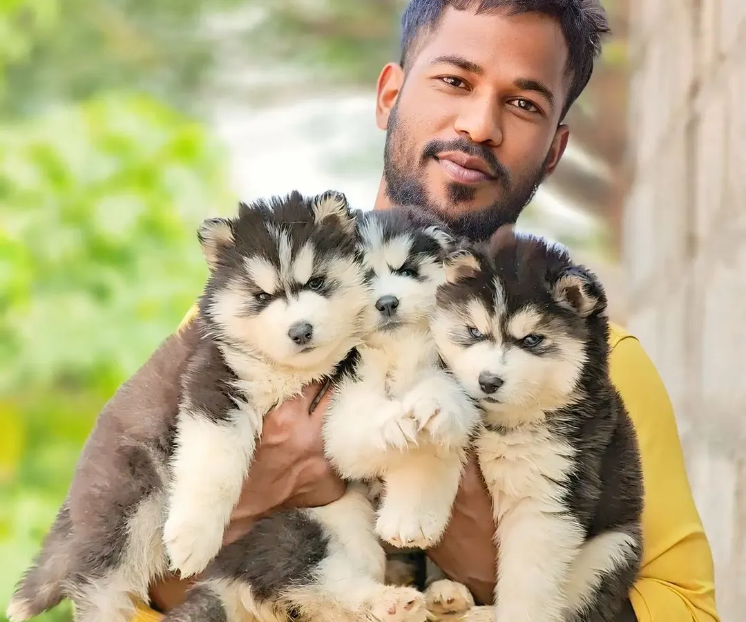 Me with a handful of my best Siberian Husky pups. I am personally involved with every dog I raise to make sure they are healthy and well socialized.