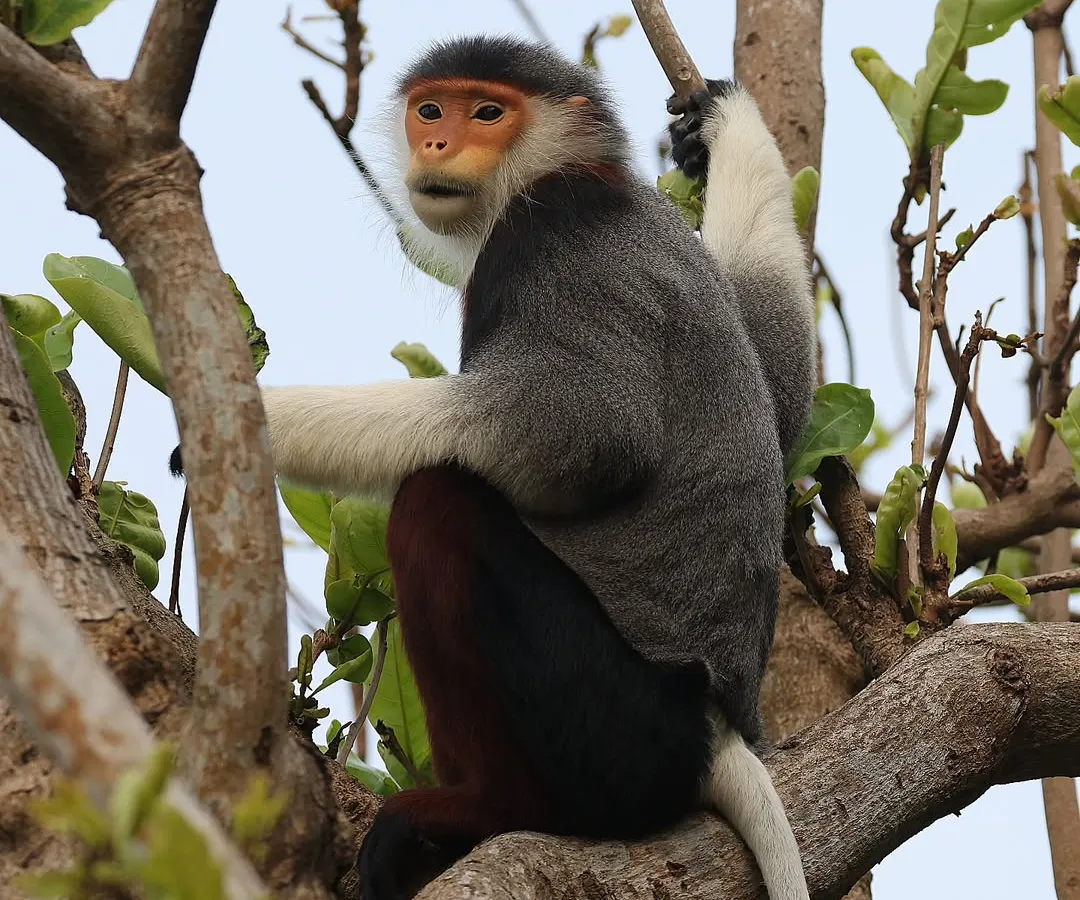 I was incredibly fortunate to encounter this Red-shanked Douc Langur during a trip to Vietnam. This endangered primate, with its distinct maroon "stockings," is found only in Vietnam, Laos, and Cambodia. Finding such a beautiful and rare species ranging freely was a moment of pure joy.