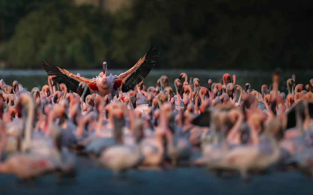 A flamingo rises above the flock, its wings spread wide against the lush backdrop of Navi Mumbai's wetlands. This shot is a celebration of life and a call to action to protect these vital urban habitats that are under constant threat.