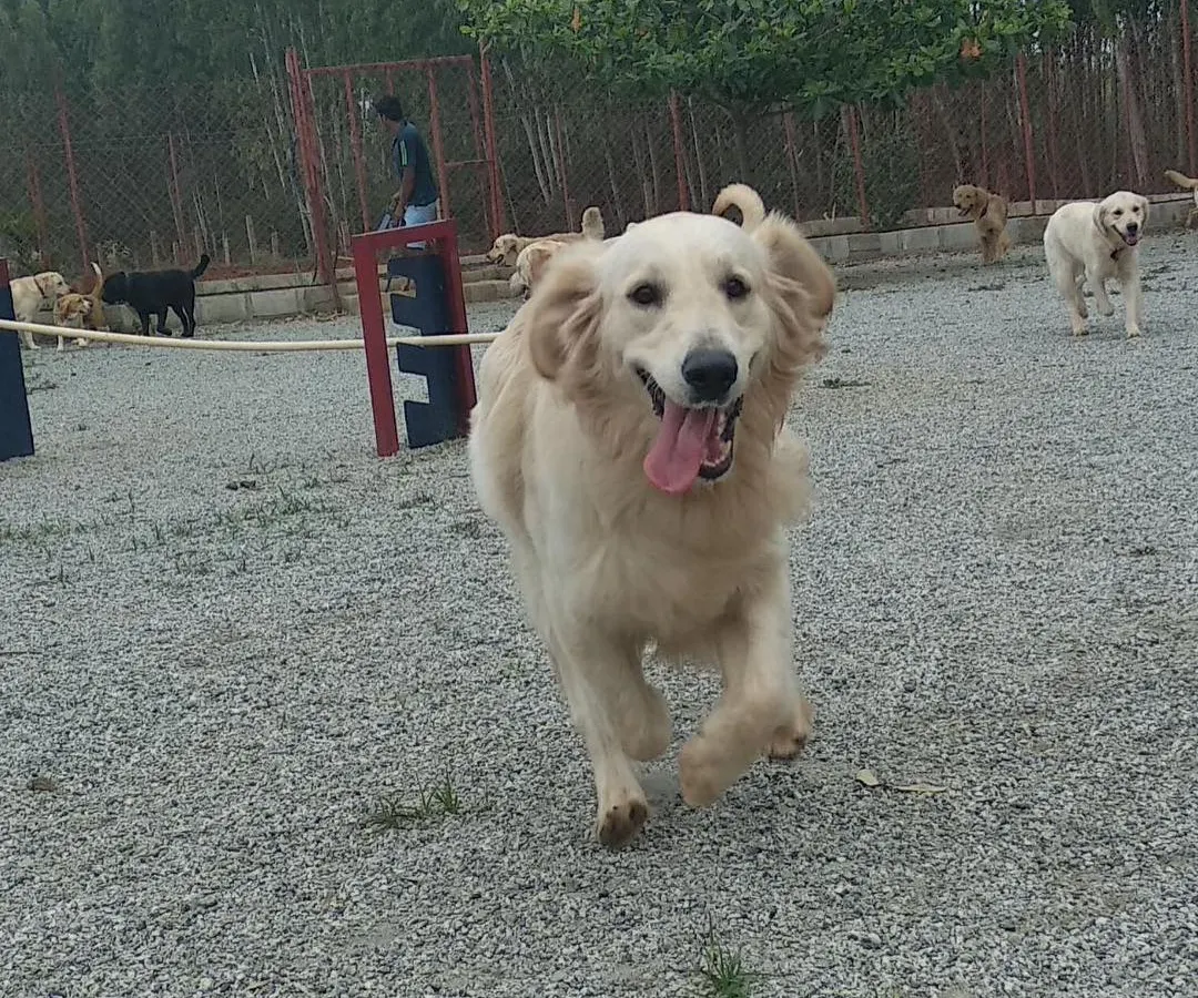 Pure happiness in motion! This Golden Retriever is having the time of its life running free in our secure, off-leash play area in Whitefield, Bengaluru.