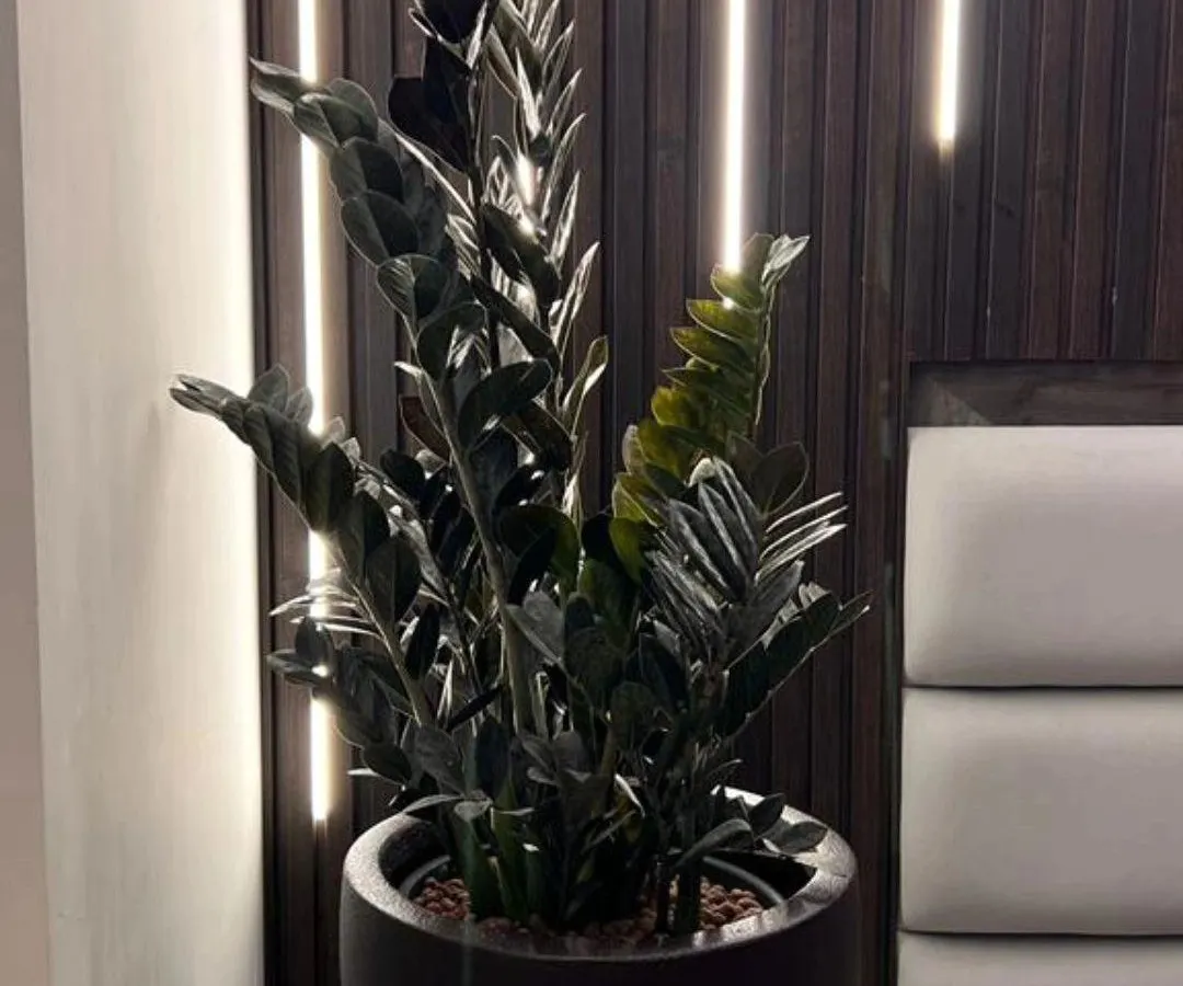 This is one of my favorite projects. I used a ZZ Raven plant, known for its dark, dramatic leaves, and placed it against a custom-lit wooden wall. It shows how the right plant can become a piece of living art in a modern bedroom.