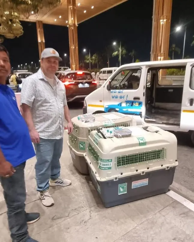 We specialize in complex international pet relocations, like this journey for Indie siblings Liam and Zoe from Bangalore to Los Angeles. Our team manages all logistics, including providing IATA-compliant travel crates to ensure a safe and secure flight.
