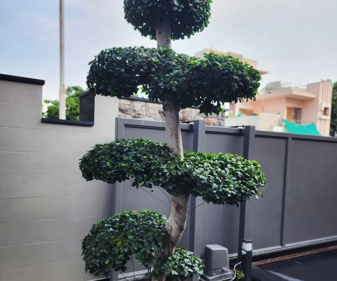This is an example of our fine topiary work, featuring a multi-tiered Ficus plant installed at a client's residence in Gurugram. We specialize in providing and installing such sculpted statement pieces to add elegance and structure to your landscape.