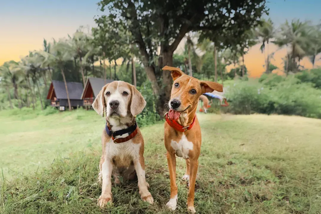 Capturing the unique friendship between two different doggos against a beautiful, natural backdrop. This outdoor session at a dog camp shows how I work with multiple pets to create relaxed and happy portraits that highlight their individual personalities.