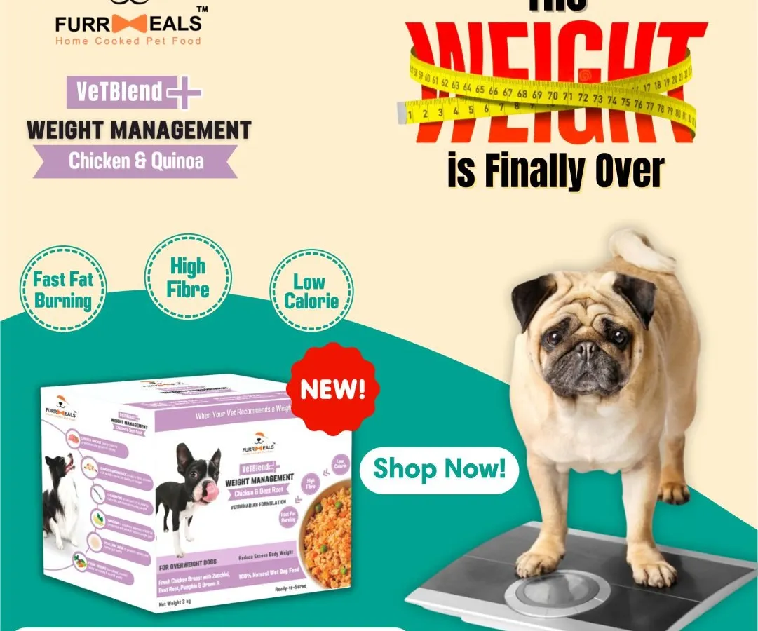 The 'weight' is finally over for so many dogs I've helped. A specially formulated, vet-designed weight management plan is about more than just feeding less; it's about feeding right to add years back to your dog's life. Let's get your fur baby on the path to a healthier weight.