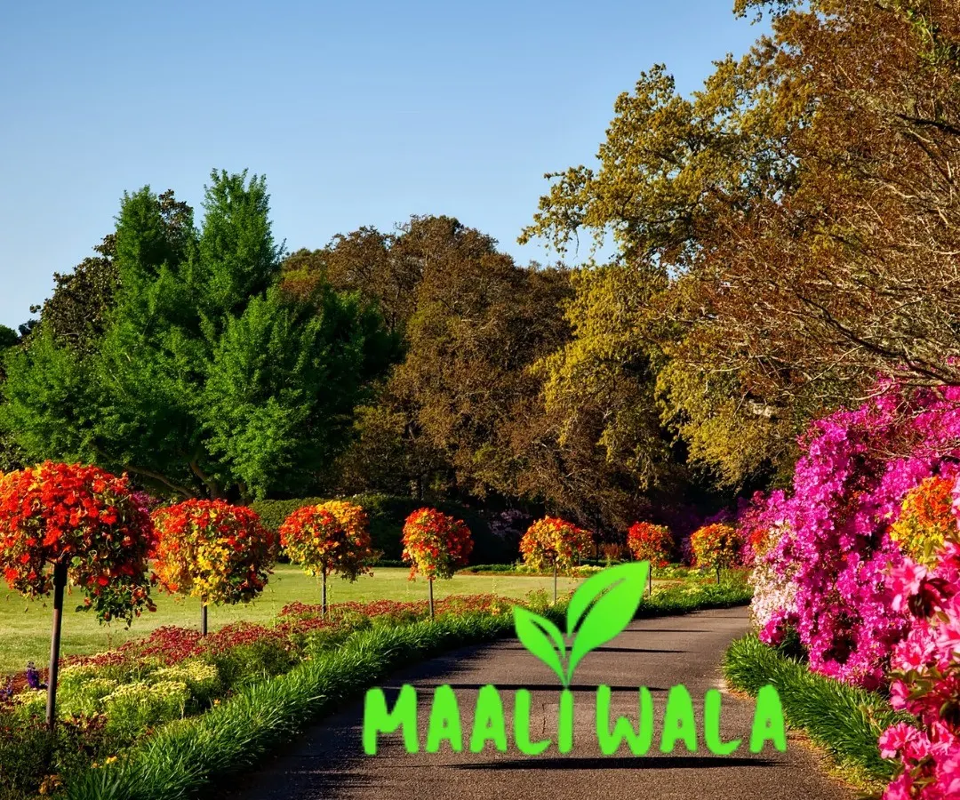 Imagine a lush, perfectly maintained garden path like this for your own home. I can help you achieve a beautiful landscape, transforming your outdoor area into a peaceful and inviting retreat with structured planting and vibrant flower beds.