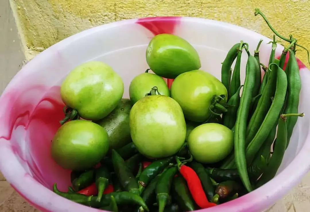 Imagine stepping out to your balcony or terrace and picking your own fresh vegetables for dinner. This bowl of homegrown green tomatoes, beans, and chillies shows the rewarding harvest you can enjoy with a custom vegetable garden I design and install for you.