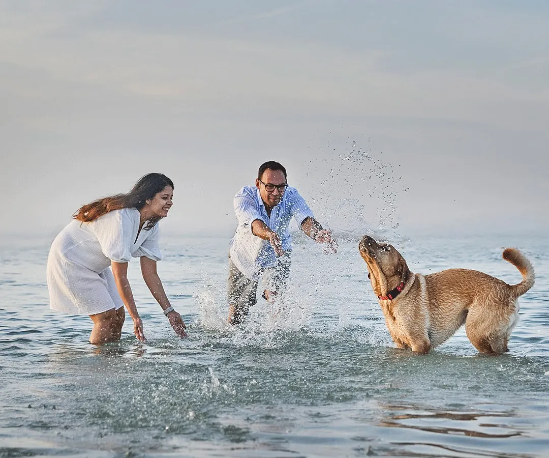 Pure, splashing joy at a dog-friendly beach in Dubai! This is what happens when we let your pet lead the way. We spent the evening chasing waves and capturing Astro the Labrador in his element, creating memories of pure, uninhibited fun for his family.