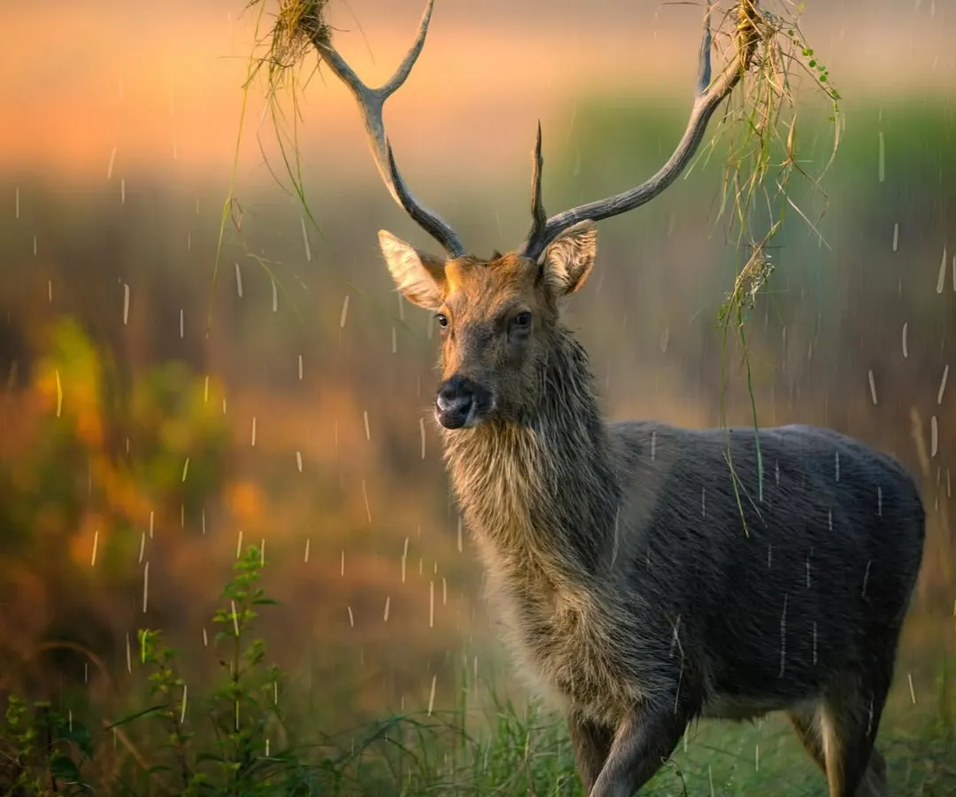 In the pouring rain at Kanha National Park, I found this magnificent Barasingha, or swamp deer. He had been decorating his antlers with grass, a behavior seen during the rut. This shot captures his raw, majestic presence against the moody, atmospheric backdrop of the monsoon.