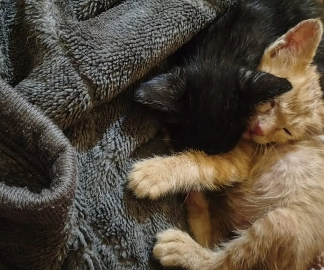 There is nothing like the comfort of a friend. This bonded pair, a ginger and a black kitten, found solace in each other after being rescued. Adopting a pair means they always have a playmate and companion.