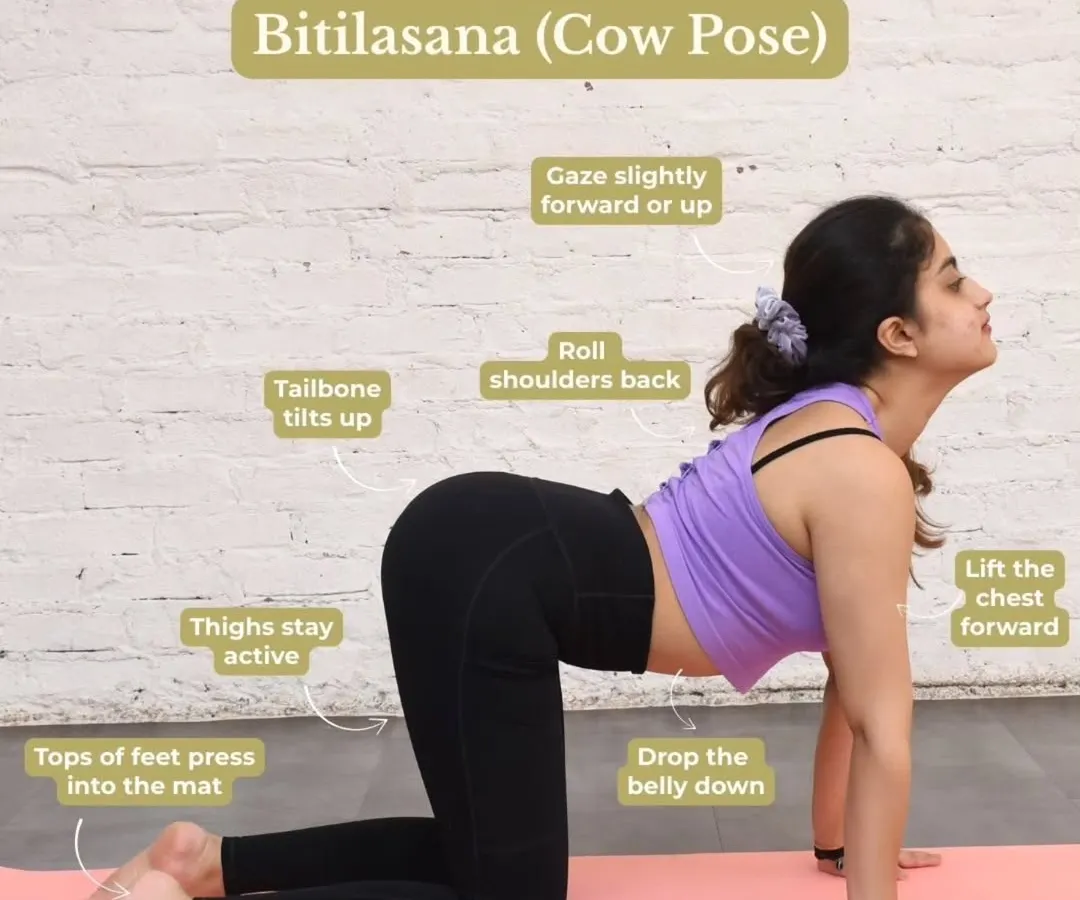 Understanding a pose is the first step to mastering it. Our educational guides break down foundational asanas like Bitilasana, or Cow Pose, detailing each point of alignment from your wrists to your gaze. This focus on precision helps improve spinal mobility and ensures a safe practice.