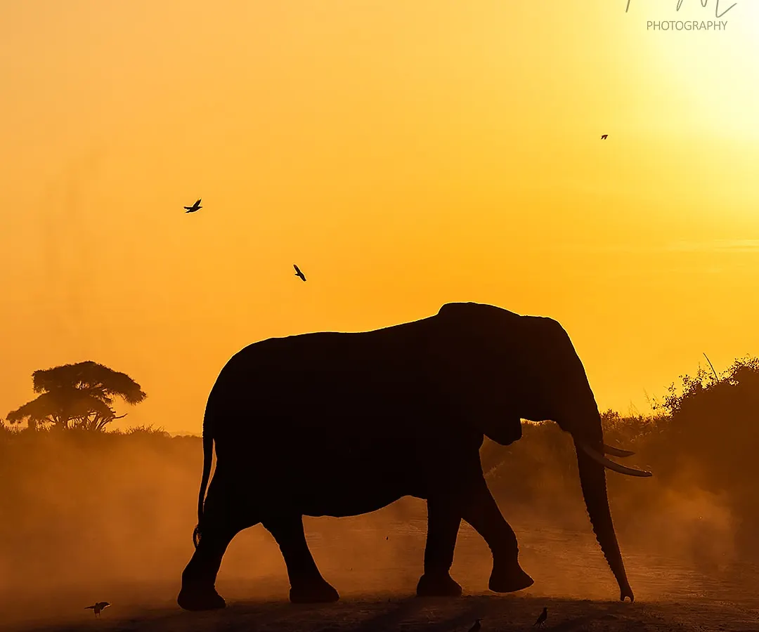 An African elephant silhouetted against the golden hour glow of Amboseli. My expeditions focus on mastering light, and I love guiding participants to create artistic shots like this, moving beyond simple portraits to capture the mood of the landscape.