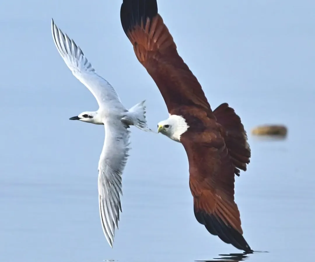The raw drama of nature unfolds over the Goan coast. Here, a powerful Brahminy Kite attempts to snatch a meal from a swift Little Tern. This interaction, a high-speed chase between predator and prey, is the kind of thrilling moment we seek to witness and photograph ethically on my coastal expeditions.