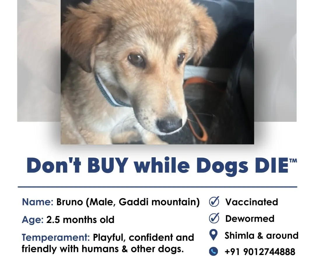 This is an example of our adoption amplification service. Bruno, a playful 2.5-month-old Gaddi puppy, was rescued in Shimla and needed a home. We help spread the word for dogs like him all across India.