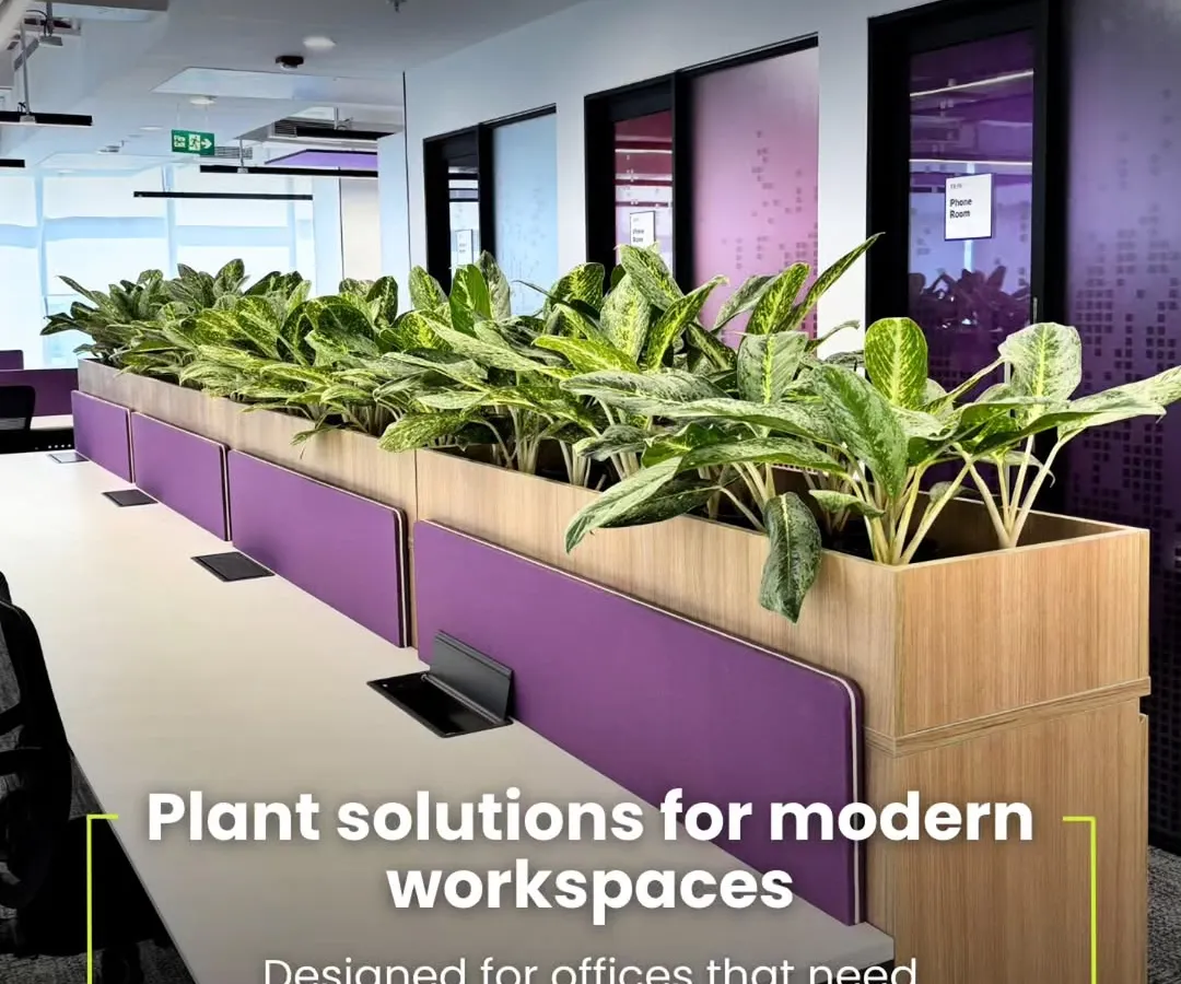 We create plant solutions designed for modern workspaces. This installation of Aglaonema plants acts as a natural divider, adding a consistent line of green that helps reduce noise and create a more focused environment for the office.