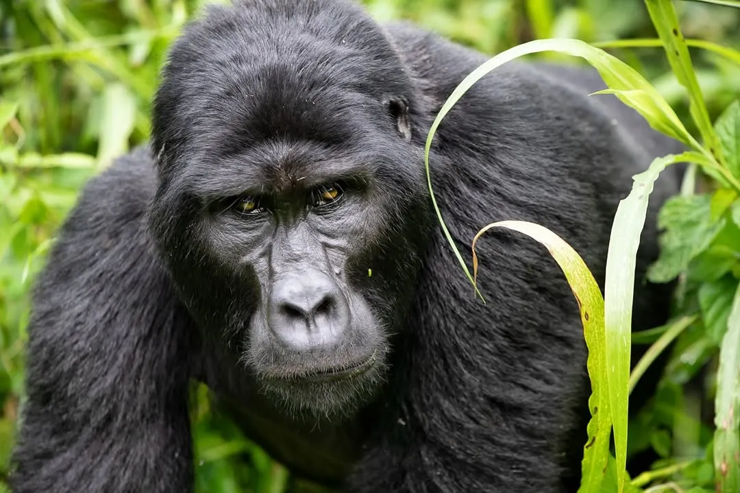 Staring into the eyes of a mountain gorilla in Uganda's Bwindi Impenetrable National Park is a profound experience. With over 98% of our DNA shared, their intelligent and calm gaze is a powerful reminder of our connection to the natural world and the urgent need to protect these critically endangered relatives.