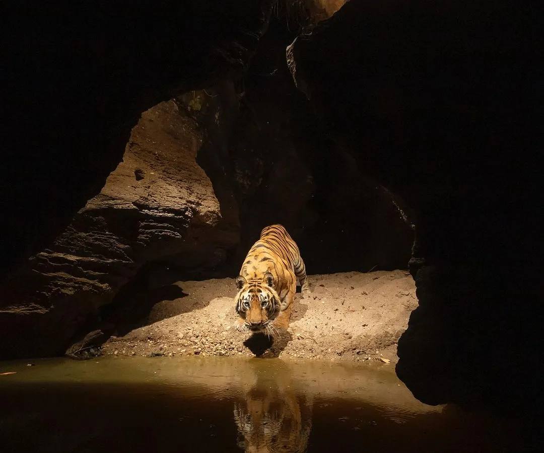 A tiger emerges from its den at a waterhole, captured with a camera trap. This is the kind of secret moment I live to reveal, showing the animal in its world, undisturbed. The reflection in the water adds a layer of mystery and beauty to the scene.