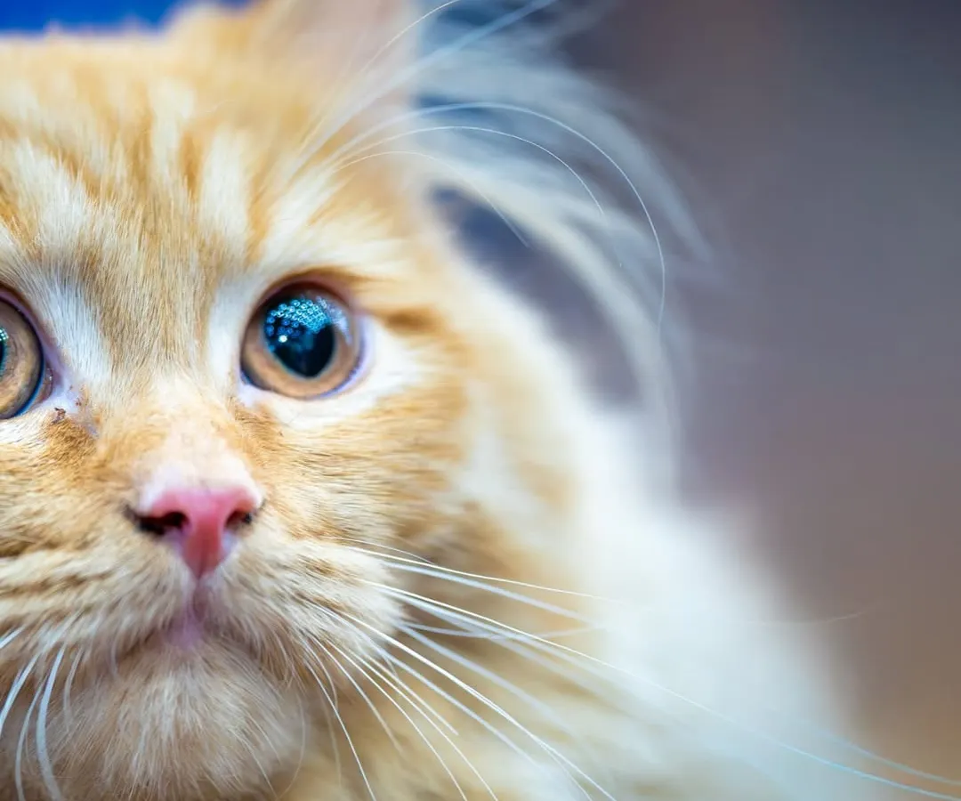 It’s all in the eyes. I focus on capturing that spark, the curiosity, and the soul of your pet in a single frame. This close-up portrait of a gorgeous ginger cat shows the vibrant detail and personality I aim for in every shot.