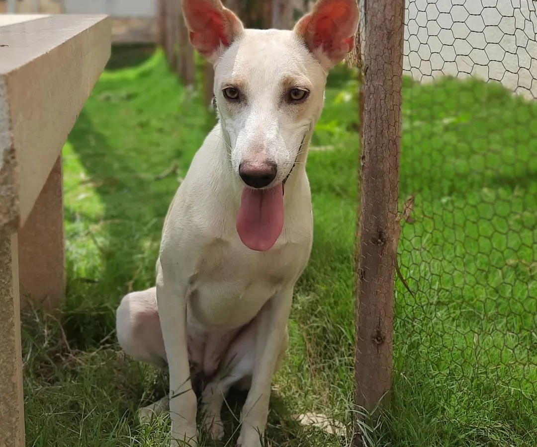 This is Chandra, a true survivor. After a street accident damaged her hips, she came to us to heal. Now, she's a sweet, docile girl who loves quiet moments in the sun and gets along wonderfully with other dogs. She is a testament to the resilience of rescue animals and is waiting for a peaceful home.