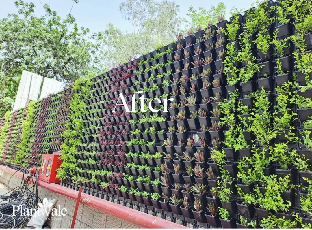 This is the "after" view of a massive outdoor wall we transformed. By installing a modular vertical garden system, we turned a plain, imposing structure into a vibrant, patterned tapestry of living plants, completely changing the atmosphere of the space.