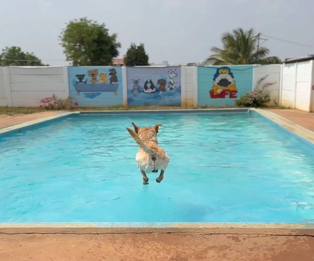 This is what pure joy looks like. We love seeing our furry guests leap into our clean, spacious swimming pool. It’s the perfect way to cool off and have a blast.