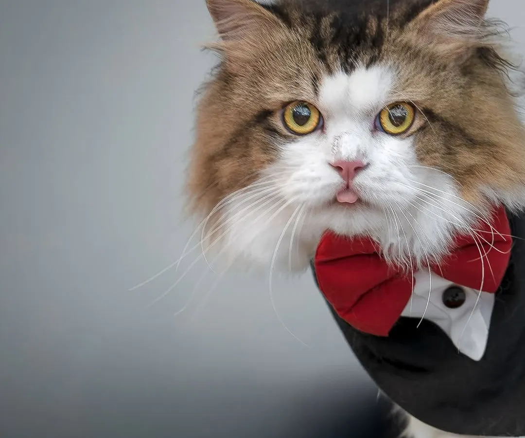 I present to you, Mr. Whiskers, a gentleman of discerning taste and a critic of my life choices. Themed shoots are where we can let our imagination run wild and capture the quirky, hilarious personalities that make our pets so special. This little guy was born for the tuxedo life.