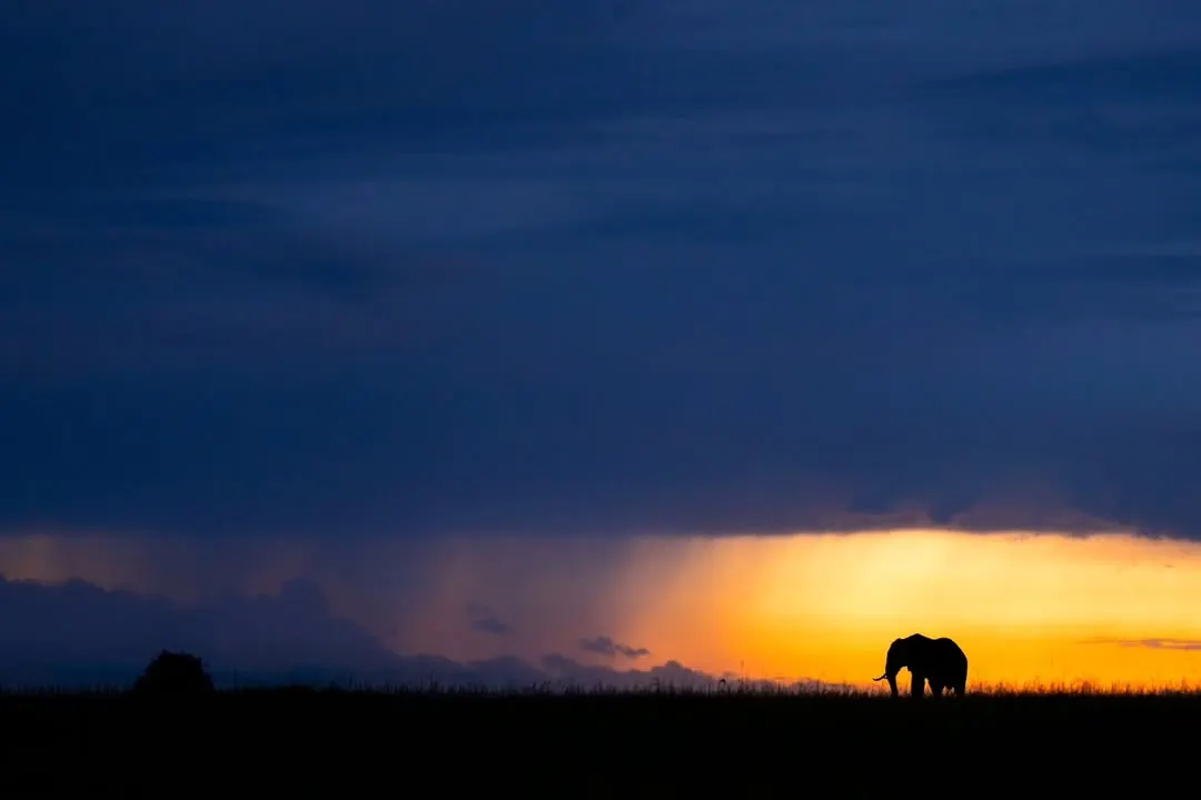 The Kenyan sky is a painting, and we are just there to frame it. Here, an elephant walks under a dramatic sky at dusk in the Masai Mara. This is a moment of pure silhouette magic, where gold and blue tell the story.