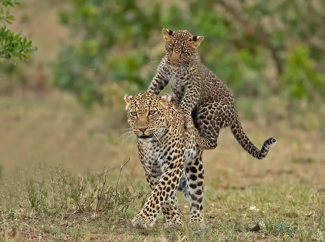 A moment of pure trust and playfulness in the African savannah. This leopard cub takes a ride on its mother's back, a rare and intimate glimpse into the family life of these elusive big cats.