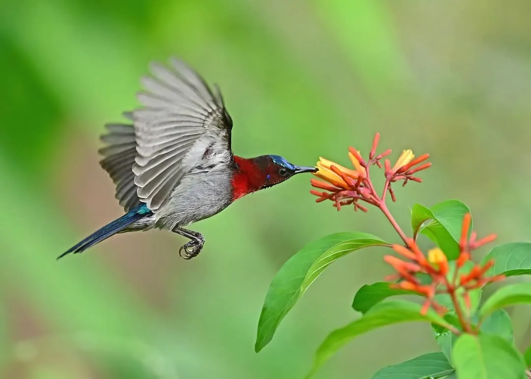 A male Vigor's Sunbird demonstrates remarkable aerial skill, hovering to feed on the nectar of a Scarlet Firebush. This high-energy maneuver is a perfect example of ornithophily, or flower pollination by birds, a beautiful exchange of energy.