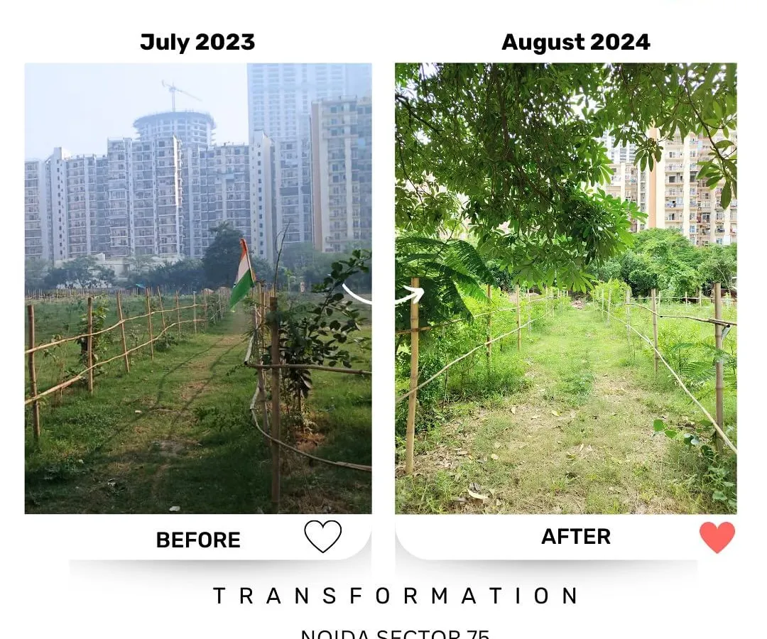Seeing is believing. This is the transformation at our Noida Sector 75 site in just one year, from a barren patch of land to a thriving young forest. This is the real, visible impact of community effort and consistent care.