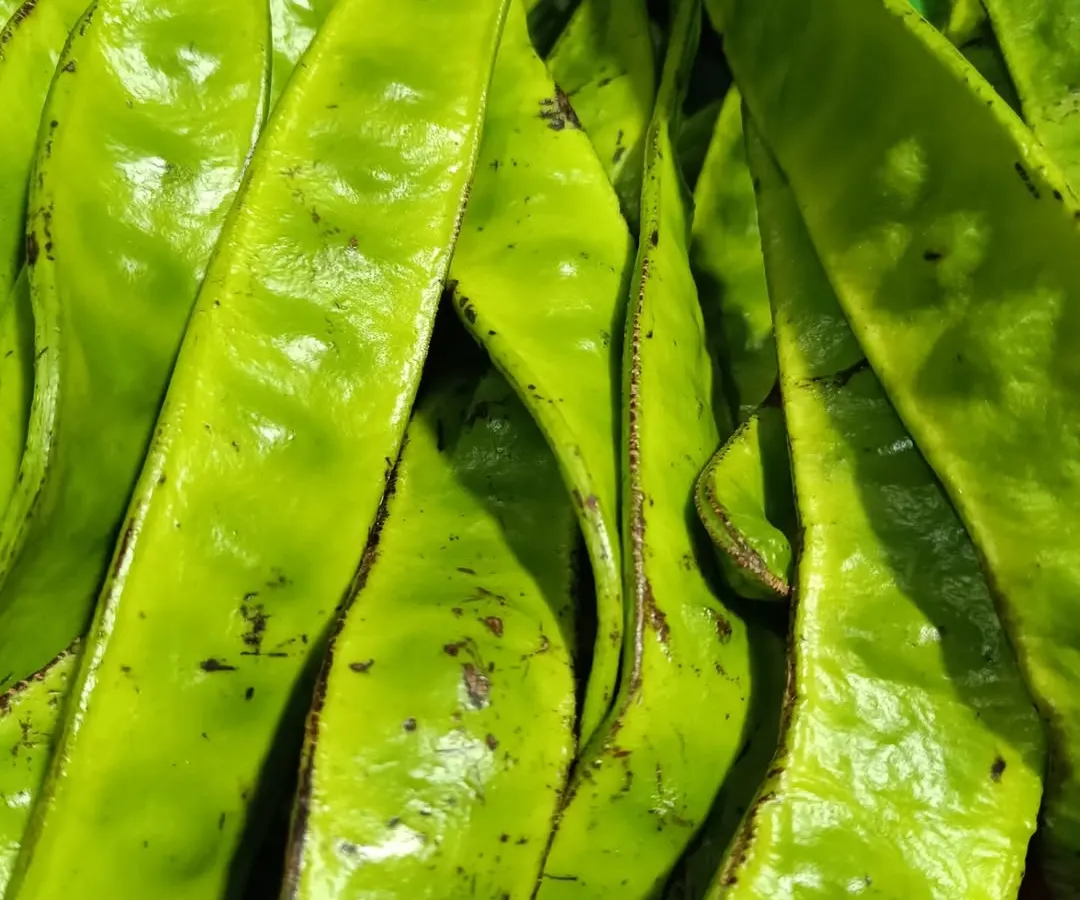 These are Yongchak, or stink beans, a key ingredient in Manipuri cuisine. Their pungent, unique flavor is essential for dishes like Eromba and Singju.