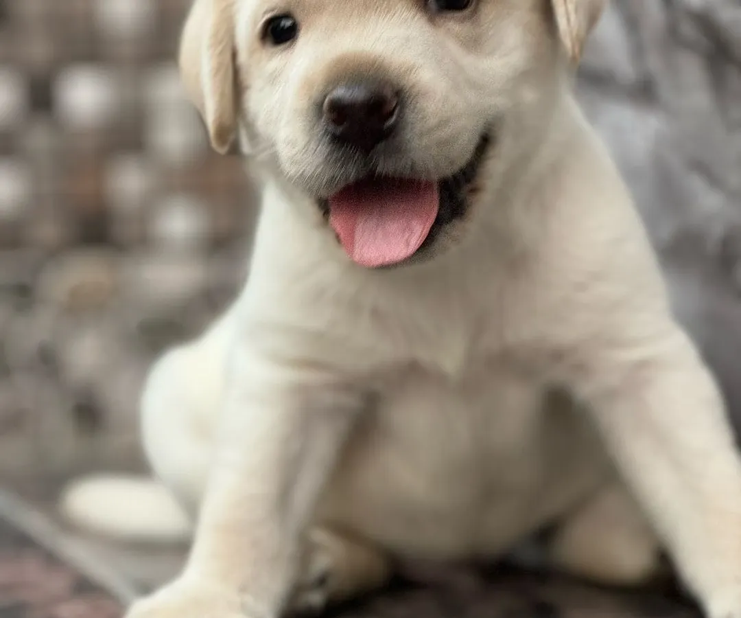 Just look at this face. I raise my Labrador puppies to be healthy, happy, and ready to join a loving family. This little one is a perfect example of the quality and temperament you can expect from my pups.