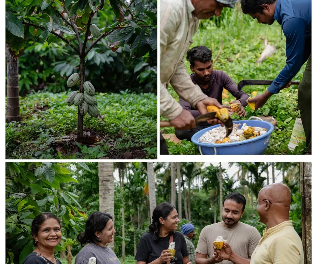 Our Chocolate Immersion course is a true bean-to-bar journey. We take our students to a cocoa farm in Mysore to understand the origins, harvesting, and initial processing of cacao before they ever step into the kitchen. This is how you truly learn the craft of a chocolatier.