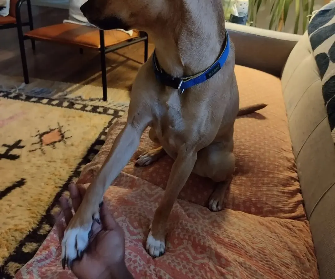 Building trust is everything. This is me holding hands with Kulfi, who is usually quite nervous around new people. Moments like these are my biggest reward and show how patience and understanding can help even the most anxious pups feel secure.