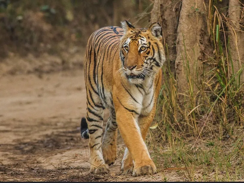 Imagine waking up in the wilderness and seeing this magnificent creature on a jungle safari. Our caravan trips to Jim Corbett National Park make these incredible wildlife encounters possible.