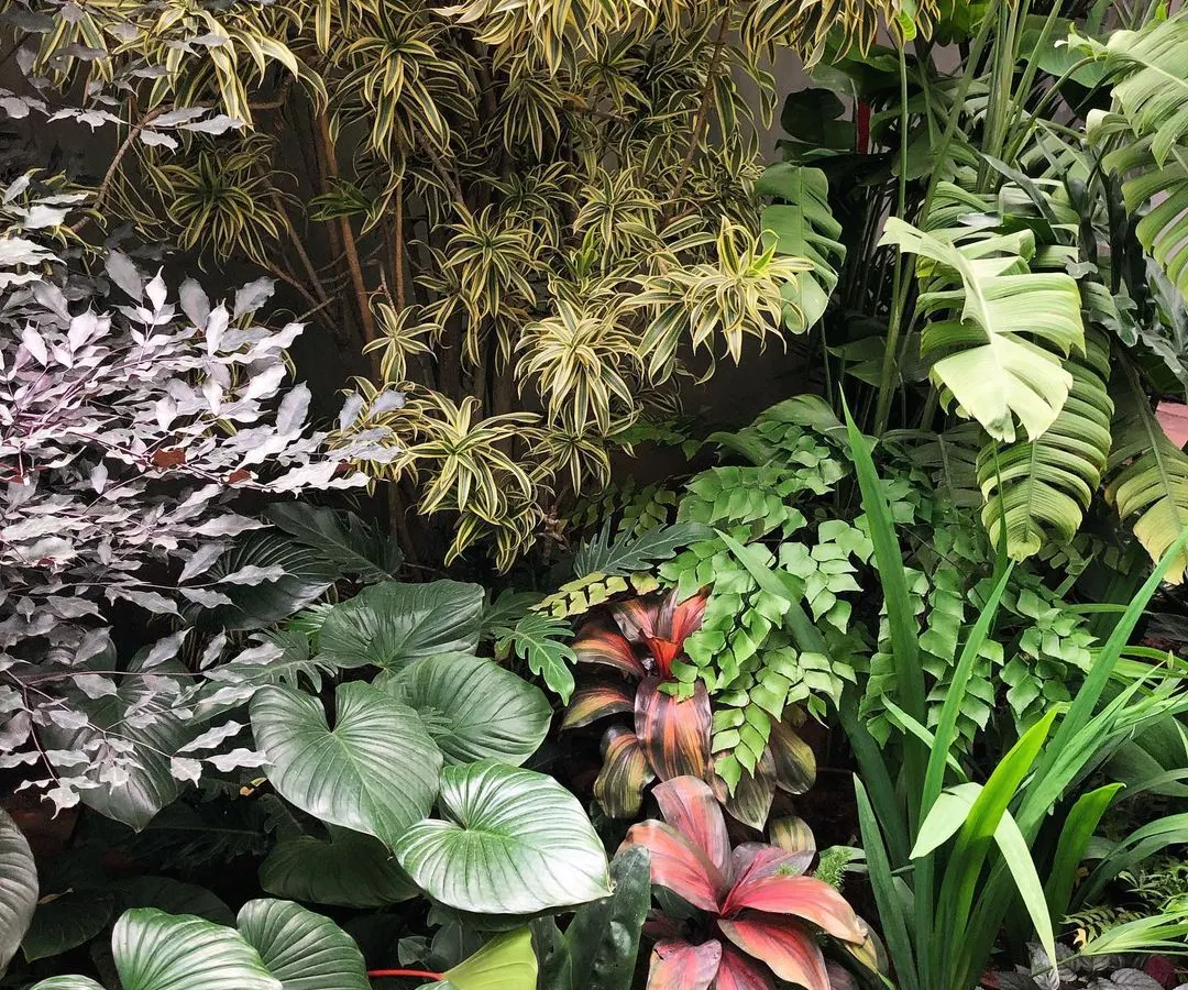 A closer look at how we paint with plants. We mix diverse leaf shapes, colors, and textures, like the broad Homalomena, variegated Song of India, and deep red Cordyline. This ecological approach creates a resilient indoor garden that is more than just a collection of plants; it's a living system.