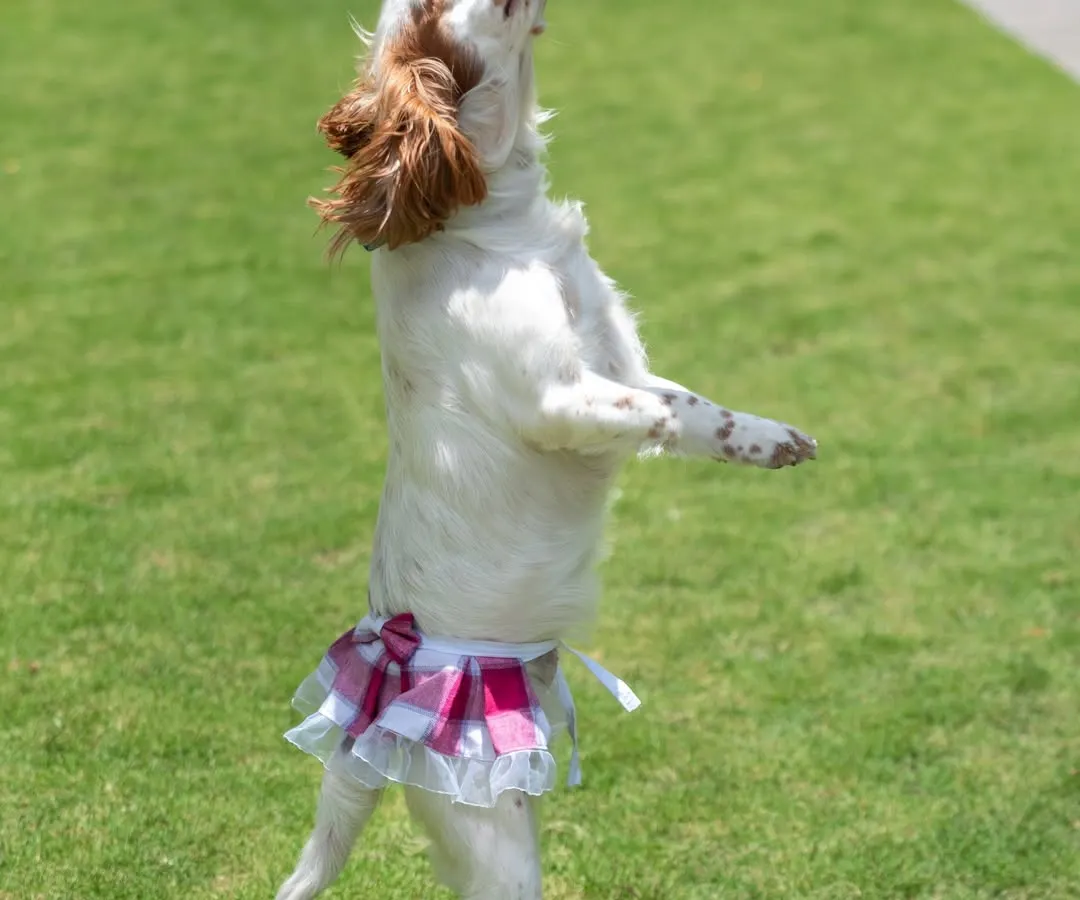 This is Luna the Spaniel, full of energy and joy during her park photoshoot. Capturing action shots like this, with her mid-jump in her cute tutu, is all about celebrating the playful spirit of your pet.