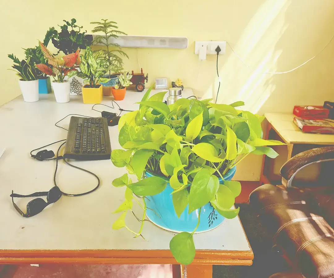 Your workspace doesn't have to be boring. A simple, low-maintenance Money Plant like this one in a bright blue ceramic pot can completely change the vibe. It's one of the easiest ways to start your own green corner at the office.