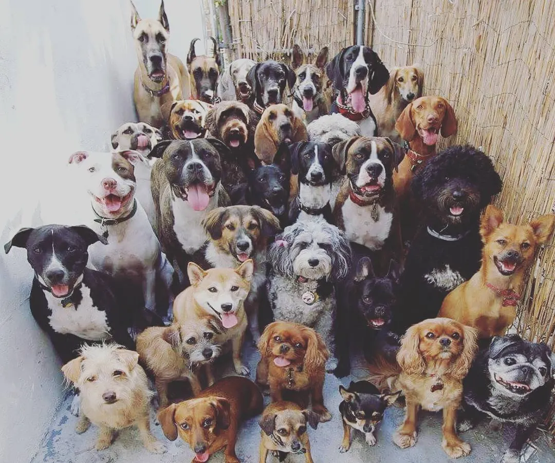 We welcome dogs of all shapes, sizes, and breeds. This group photo shows just a fraction of the wonderful pets we've had the pleasure of grooming, from tiny Chihuahuas to majestic Great Danes.