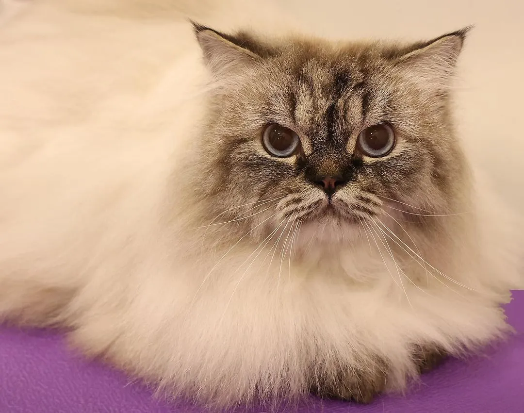 This beautiful Himalayan is giving some serious 'cattitude', and I love it. After a full grooming session, her long, thick coat is looking incredibly lush and clean, and those stunning blue eyes just pop. This is a perfect example of expert grooming for long-haired cat breeds.