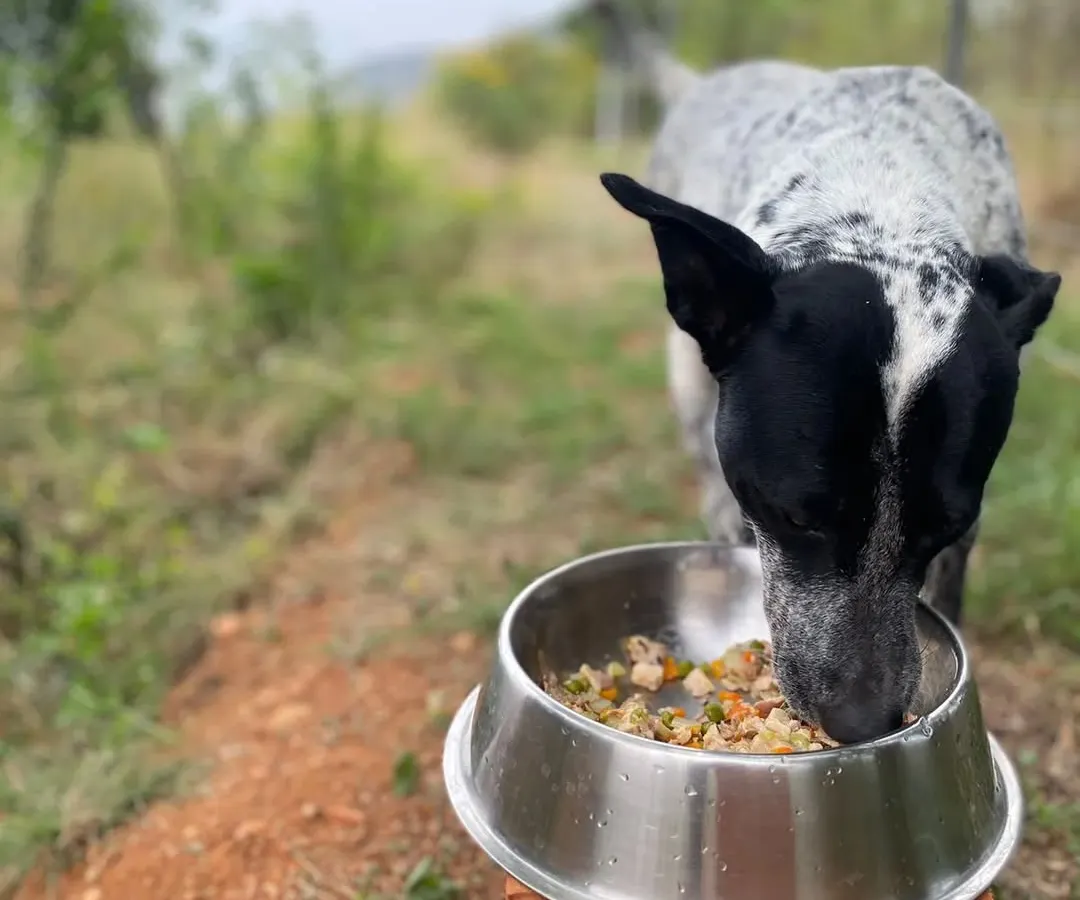 The best reward is a happy, healthy dog. We cook the kind of honest, home-style food we feed our own pets, because we believe they deserve nothing less.